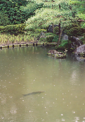 雨の京都_a0022625_018359.jpg