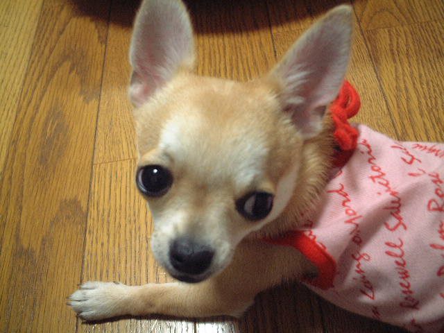 a0079037_05344.jpg