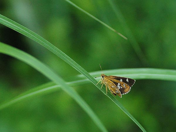 山梨県北杜市【ミヤマカラスシジミなど】_c0045352_1530958.jpg