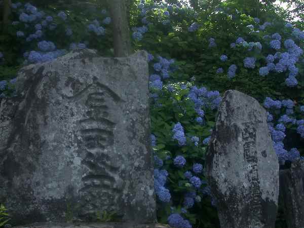 遠野不思議　第二百三十八話「上郷町伊勢両宮のアジサイ」_f0075075_198648.jpg