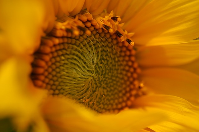 e0024081_13331387.jpg