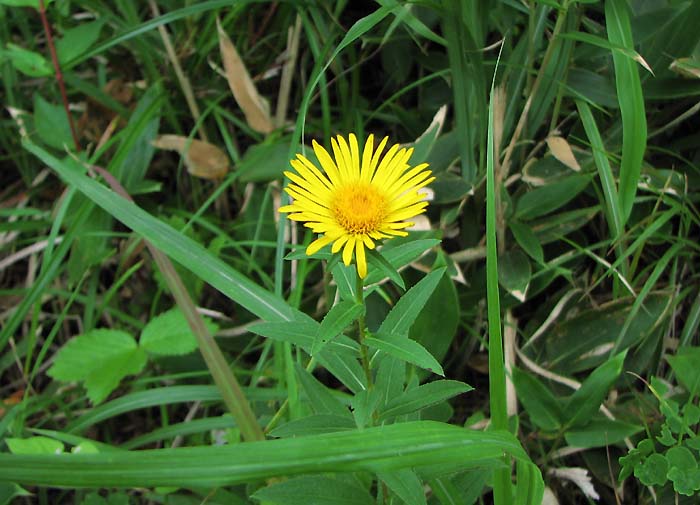 大江山に咲く花 (京都府）　23.Jul.2006_d0077083_23101118.jpg