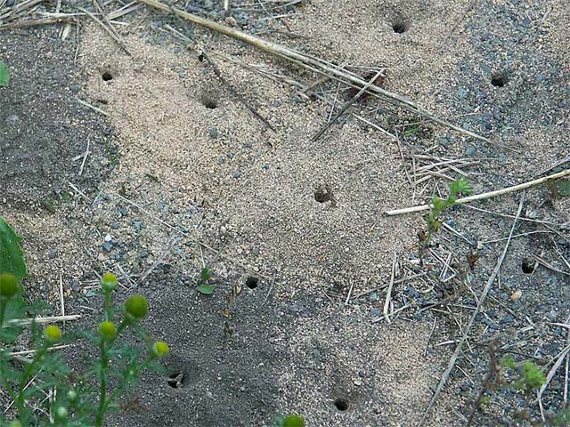 地面に不思議な穴が沢山ありました 昆虫ブログ むし探検広場