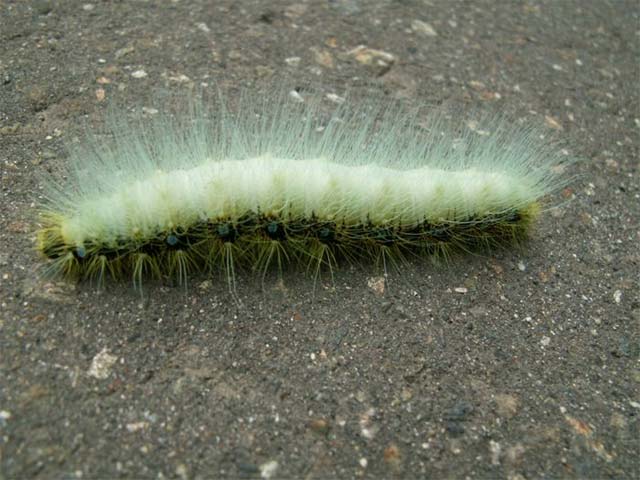毛むくじゃらなこの毛虫は蝶になるのかガになるのか 昆虫ブログ むし探検広場 毛むくじゃらなこの毛虫は蝶になるのかガになるのか 昆虫ブログ むし探検広場