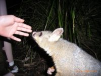 冬休み旅行２　動物_c0013324_1932473.jpg