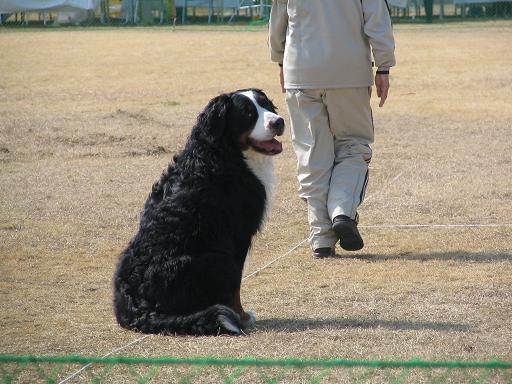 バトンが回ってきたU^ェ^U ワン!～そのⅡ♪♪_b0075541_1152153.jpg