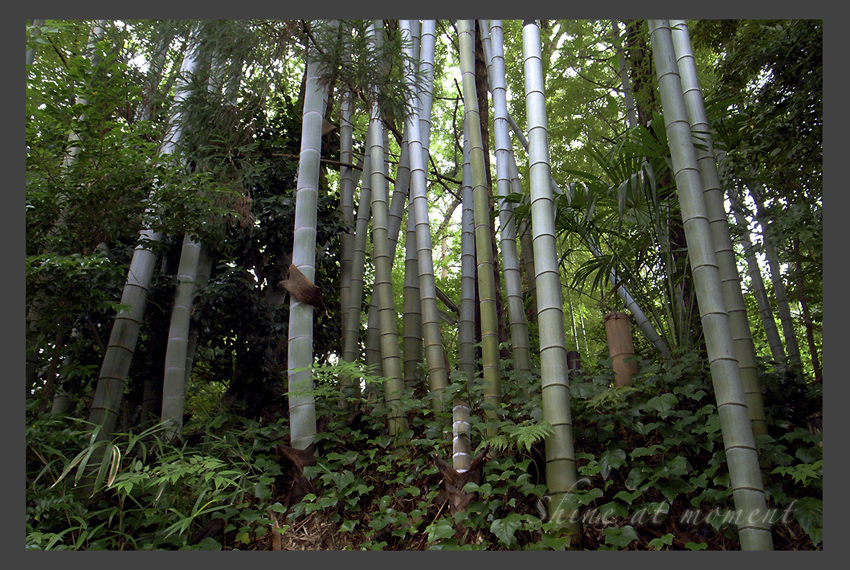 Bamboo_a0049142_621784.jpg