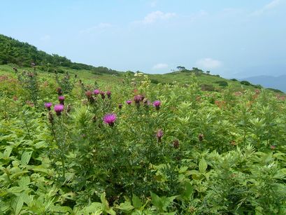 伊吹山、お花畑_f0066555_2132269.jpg