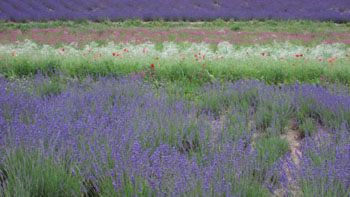 f0009457_22423991.jpg