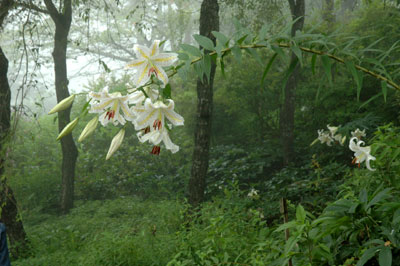 c0050264_11303534.jpg