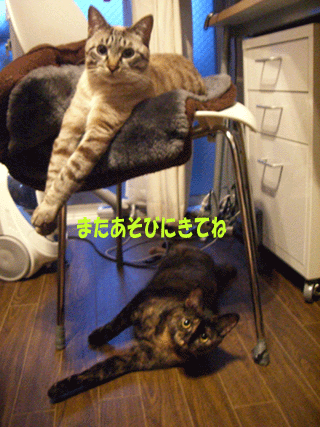 b0039168_37135.gif