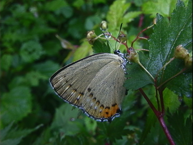 d0020180_851031.jpg