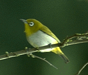 d0038294_2112575.gif