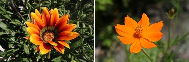 花名検索用 黄色い花 オレンジ色の花 えるだまの植物図鑑