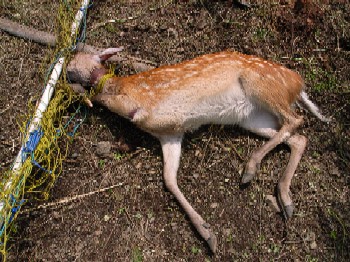 ある野生動物の死 Minami Alps Photo Magazine ある野生動物の死 Minami Alps Photo Magazine
