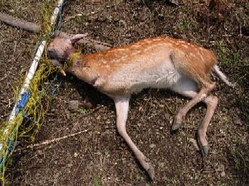 ある野生動物の死・・。_f0081726_12371013.jpg