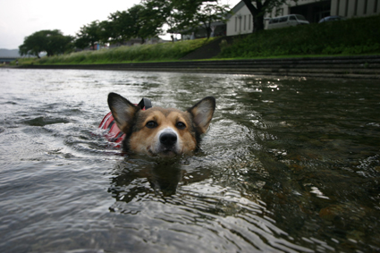 この夏も 並んで泳ぐ 犬嬉し お転婆コーギー犬とeos Kiss Dでのお散歩フォト この夏も 並んで泳ぐ 犬嬉し お転婆コーギー犬とeos Kiss Dでのお散歩フォト