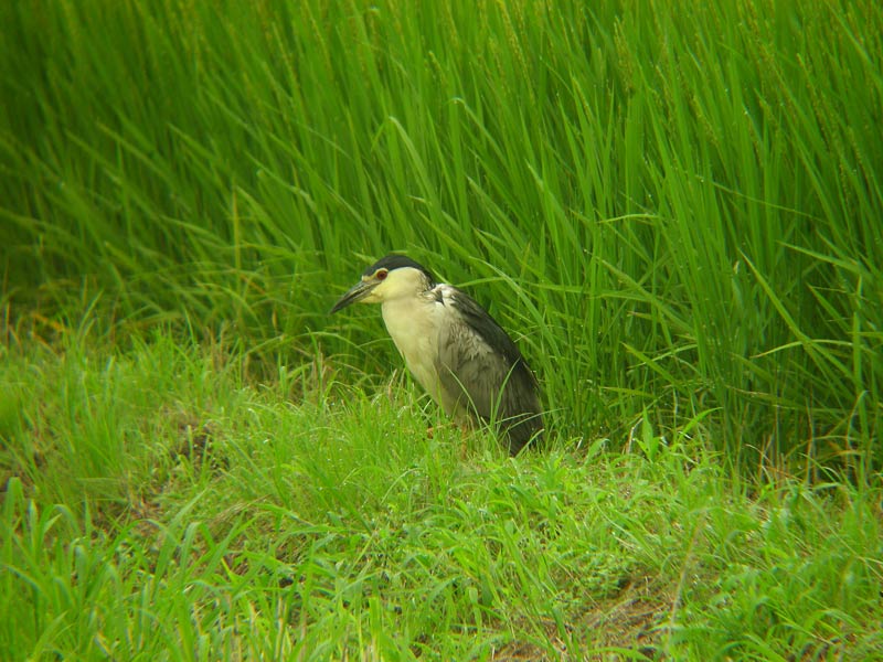 田んぼのゴイサギ_f0055184_2321353.jpg