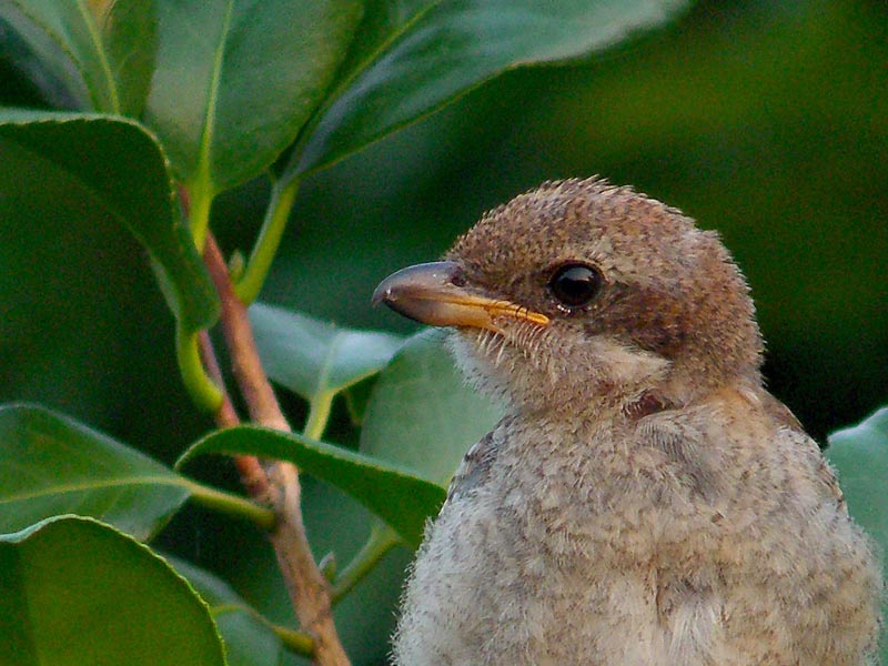 モズの幼鳥_b0024798_8583816.jpg