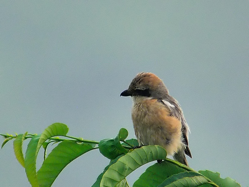 モズの幼鳥_b0024798_8591041.jpg