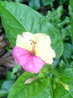 c0084506_10414189.jpg