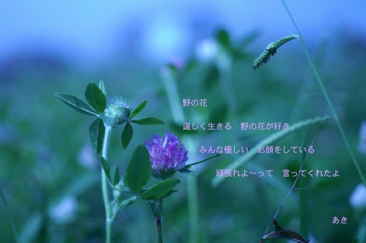野菜の天麩羅と冷や麦のセットです〜　その他私の好きなお花など。_b0033423_1903948.jpg