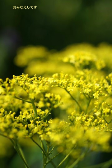 野菜の天麩羅と冷や麦のセットです〜　その他私の好きなお花など。_b0033423_1905216.jpg