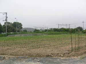 f0052323_16391176.jpg