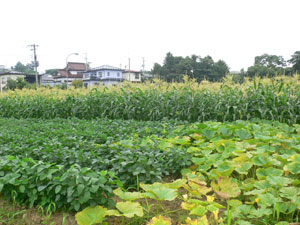 f0052323_1640332.jpg