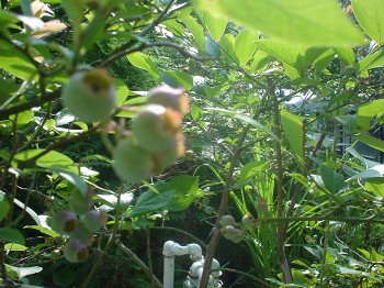 d0004627_814151.jpg