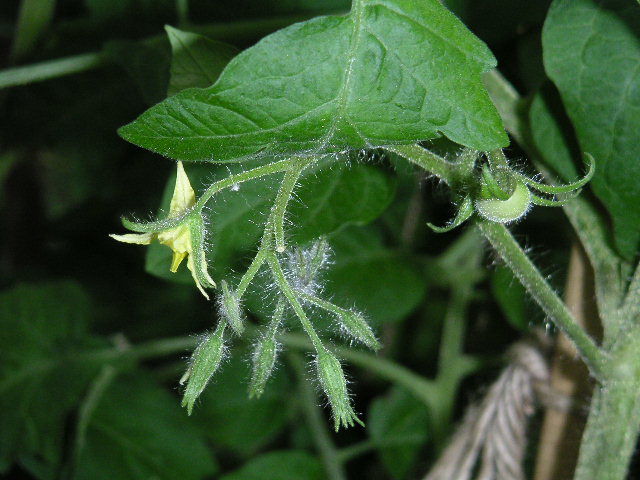 わき芽から育ったミニトマト。_a0020929_11402493.jpg