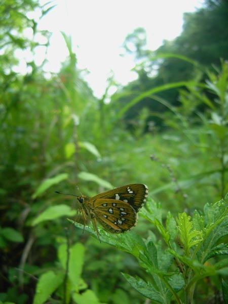 山梨県【キマダラセセリ（交尾）など】_c0045352_15363361.jpg