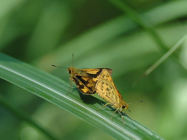 山梨県【キマダラセセリ（交尾）など】_c0045352_15364784.jpg