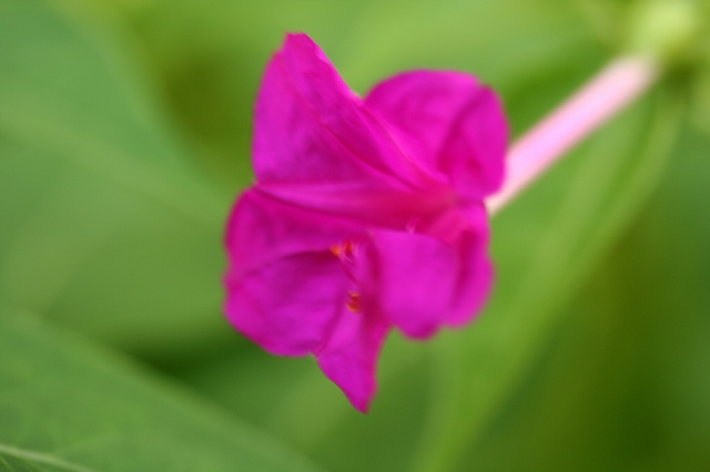 e0024081_15232322.jpg