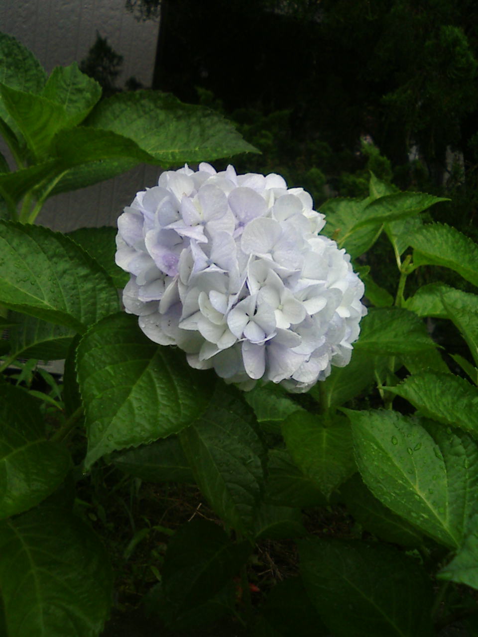d0013085_15338.jpg