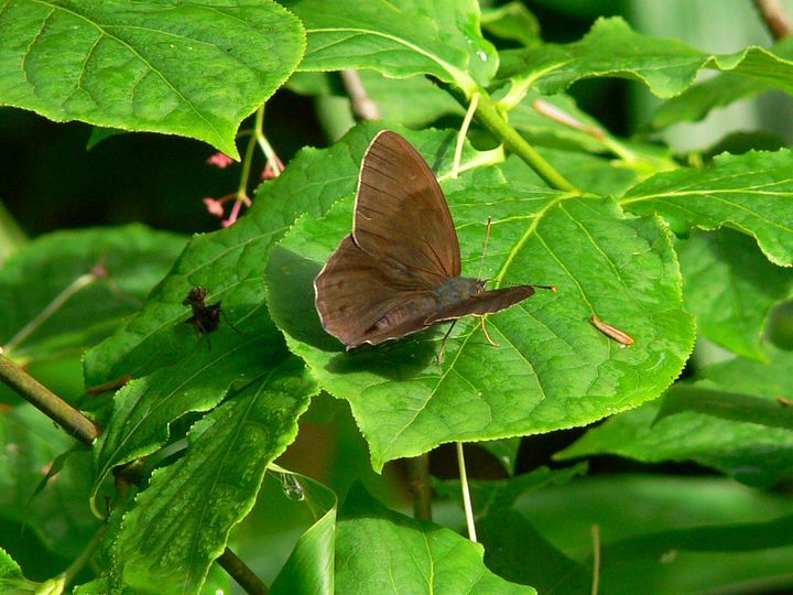 尾瀬 虫さん達との出会い クロヒカゲチョウ 私のデジタル写真眼
