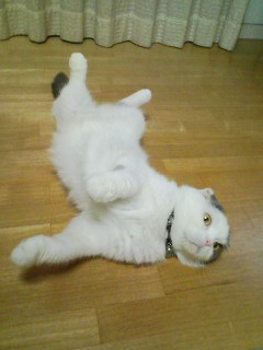 ■ 固まるねこ ■_a0033733_23304065.jpg