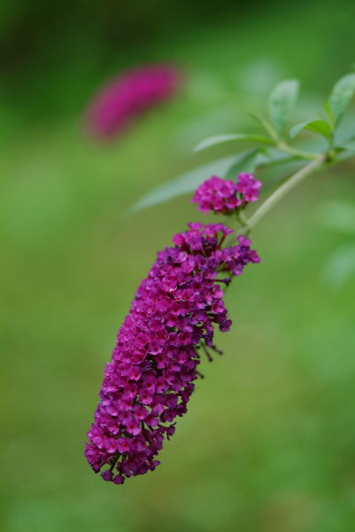 庭の草花　～その1～_b0109942_2132477.jpg