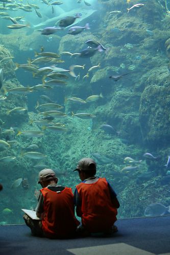 水族館_d0029744_15113644.jpg