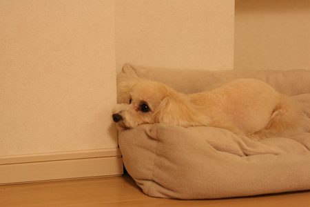 d0048067_1850199.jpg