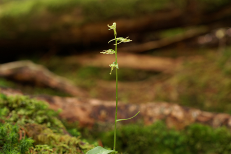 e0054067_8353132.jpg