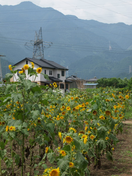 ちちぶ花銀行「世界のひまわり」_a0027275_16284428.jpg