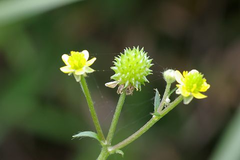 e0070891_2056206.jpg