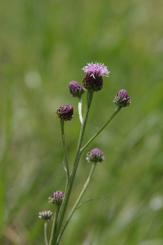 e0070891_20595390.jpg