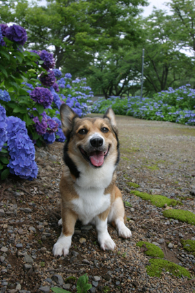 愛犬の　ご機嫌とって　夏の川_b0031538_23301135.jpg