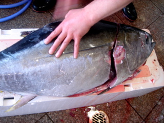 ダルマ お持ち頂きました メバチマグロの子 魚屋三代目日記