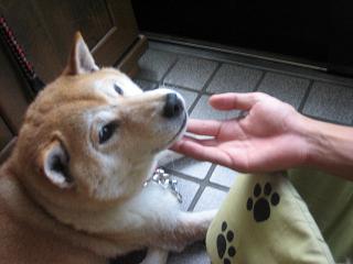 入れ替わり立ち替わり_c0049950_1756146.jpg