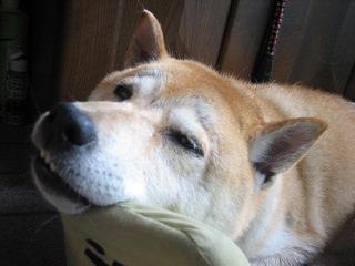 入れ替わり立ち替わり_c0049950_22492547.jpg