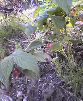 e0071356_20421539.jpg