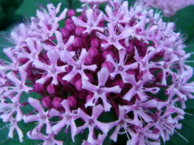 e0009760_95421.jpg